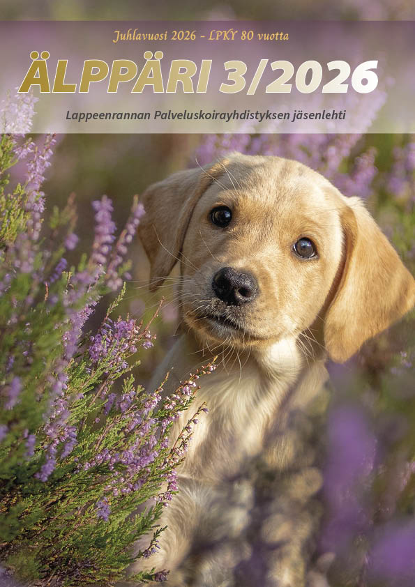 Vaalea labradorinnoutajan pentu istuu kanervien keskellä, taustalla ÄLPPÄRI 3/2026 -kansikuva ja teksti.